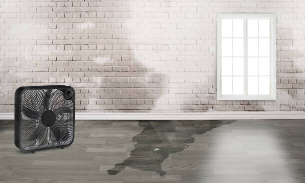 Best Sewage cleanup and water damage restoration  in Elk Ridge, UT